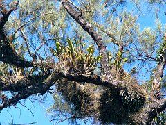4816_Orchids_growing_on_tree_branch