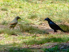 4829_Female_and_male_Satin_Bowerbirds