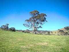 4840_Forest_Red_Gum_tree
