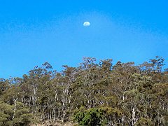 4847_Moon_over_the_forest