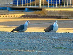 4880_Female_and_Male_White-headed_Pigeons