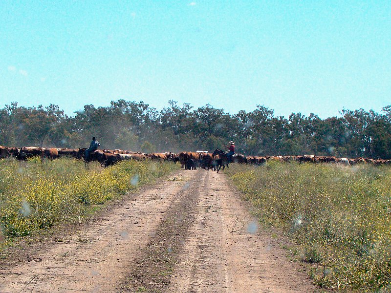 5129_Cattle_and_cowboys.JPG