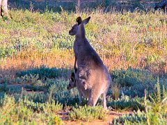 5018_Mother_kangaroo_and_joey