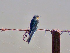 5061_Welcome_Swallow