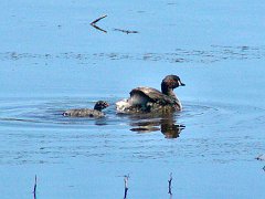 5079_Australasian_Grebe_and_chick