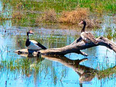 5100_Magpie_Geese
