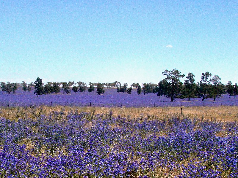 5166_Sea_of_Blue-purple_flowers_closeup.JPG