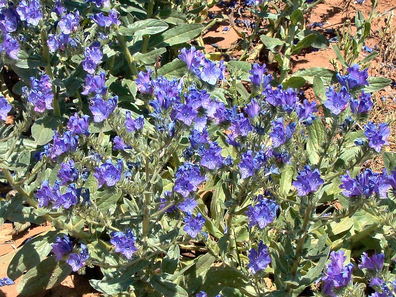 5170_Ubitquitous_blue-purple_weed.JPG