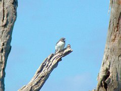5153_White-breasted_Woodswallow