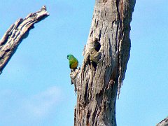 5157_Red-rumped_Parrots_at_nest_hole