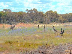 5171_Papa_Emu_and_five_little_ones