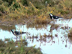 5192_Female_and_male_Magpie-larks