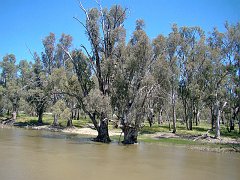 5289_Two_big_trees_Edward_River