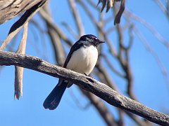 5307_Willie_Wagtail