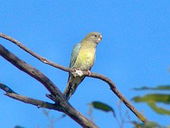 5342_Young_or_female_Red-rumped_Parrot