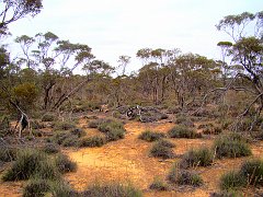 5503_Mallee_country_along_Nowingi_Track