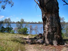 5576_Lake_Hattah_and_great_old_tree