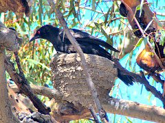 5598_White-winged_Chough_getting_onto_nest