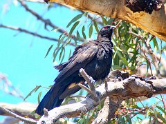 5608_White-winged_Chough