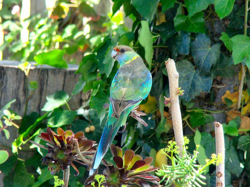 5722_Australian_Ringneck_parrot.JPG