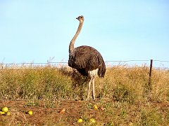 5622_Ostrich