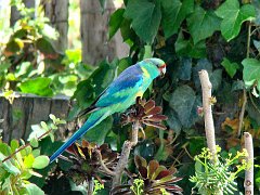 5718_Australian_Ringneck_parrot