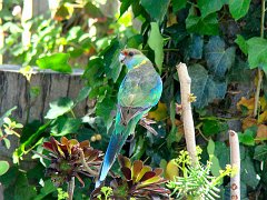 5722_Australian_Ringneck_parrot