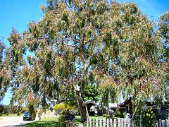 5724_Great_old_tree