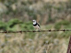 5777_Male_White-fronted_Chat