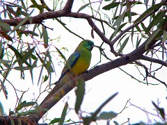5779_Male_Red-rumped_Parrot