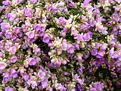 5795_Scotia_Bush_flowers