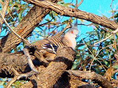 5828_Crested_Pigeon