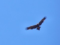 5923_Wedge-tailed_Eagle