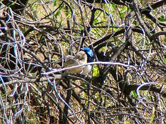 5972_Variegated_Fairy-wrens_snuggling