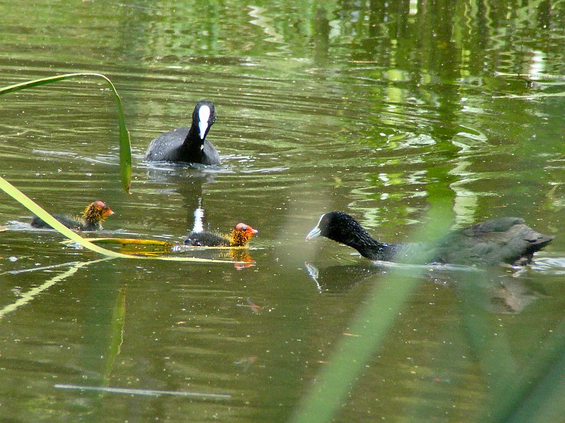 6186_Eurasian_Coots_and_young.JPG