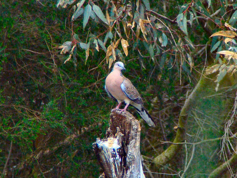 6201_Spotted_Turtle-dove.JPG