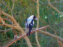 6124_Australian_Magpie_white_backed_subspecies