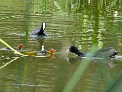 6186_Eurasian_Coots_and_young