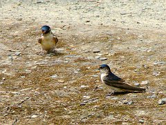 6220_Welcome_Swallows