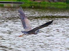 6259_White-faced_Heron_flying