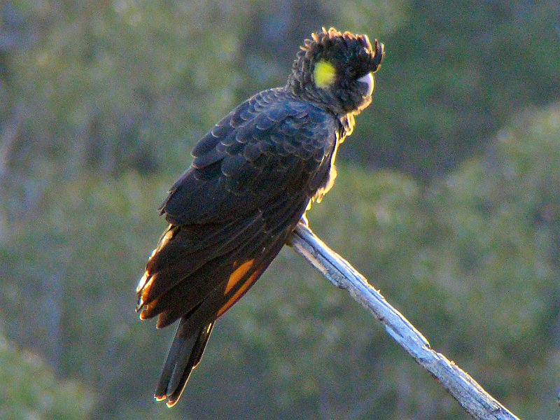 6302_Female_Yellow-tailed_Blcak-Cockatoo.JPG