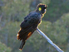 6302_Female_Yellow-tailed_Blcak-Cockatoo