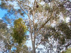 6405_Koala_high_in_a_tree