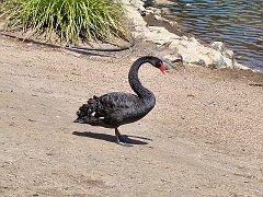 6468_Black_Swan