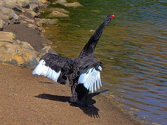 6469_Black_Swan_with_white_on_wings