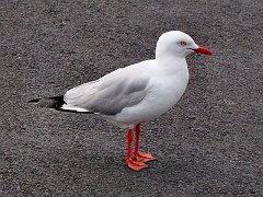 6594_Silver_Gull_before