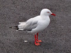 6595_Silver_Gull_after