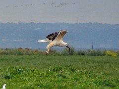 6761_White-bellied_Sea-Eagle_with_prey_flying