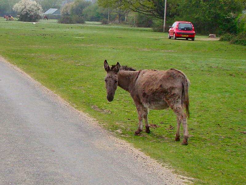 1857_New_Forest_Donkey.JPG