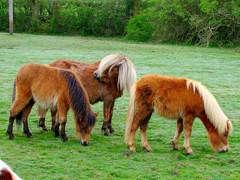 1862_New_Forest_Ponies.JPG